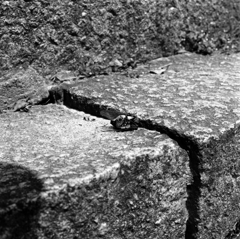 尾道ブロニカ #4　蝉の死