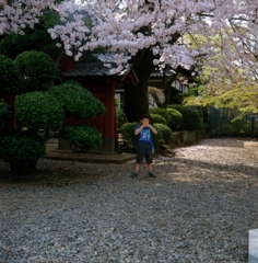 桜、少年、笛