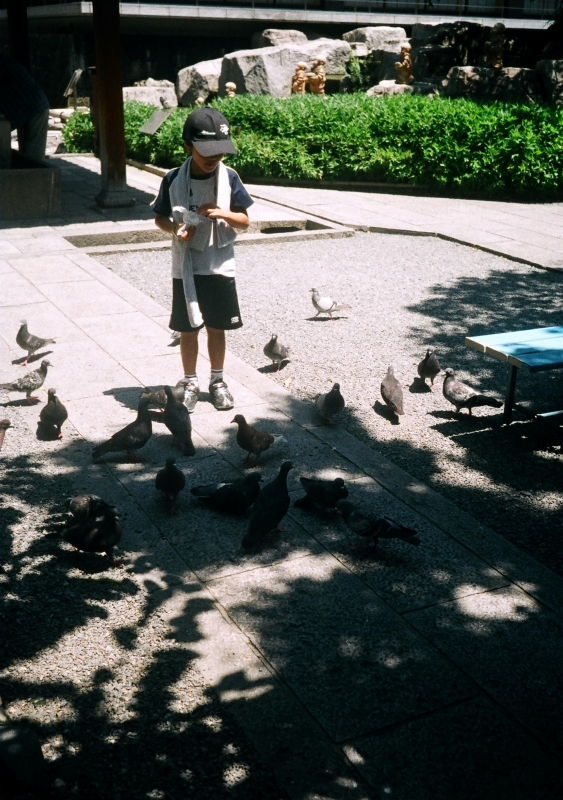京都ハーフサイズ　鳩と少年（六角堂）