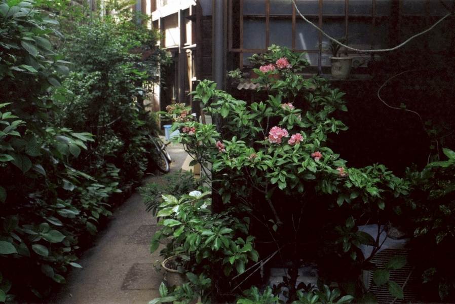 東京24区　路地の花