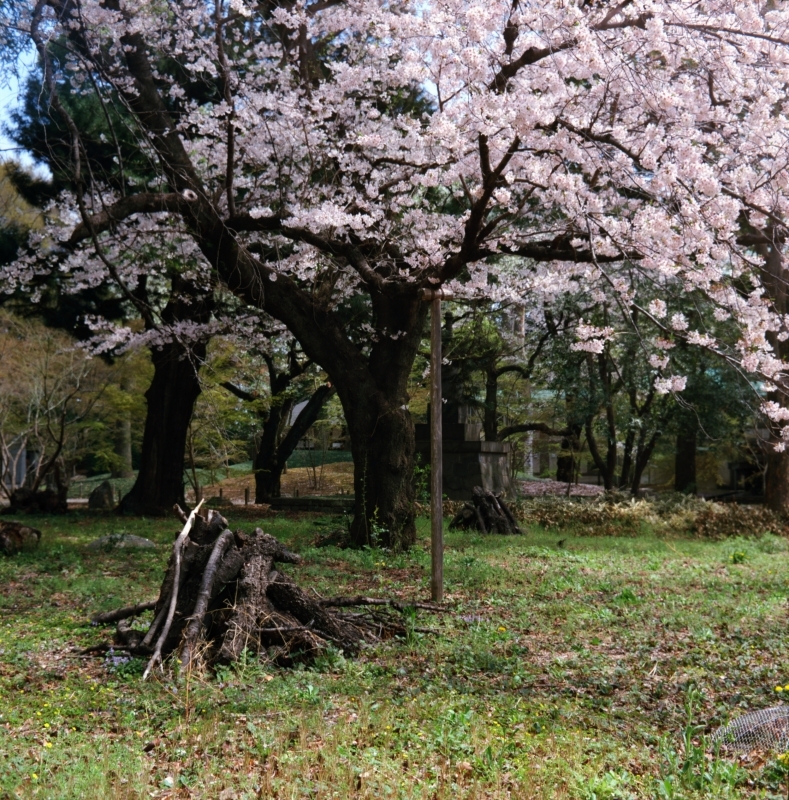 東京二眼旅行　桜