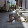 江ノ島フレクサレット　路地の猫