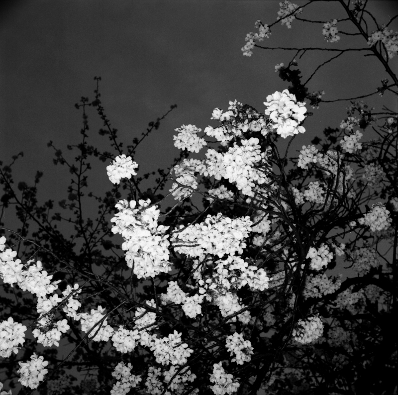 東京二眼旅行　桜