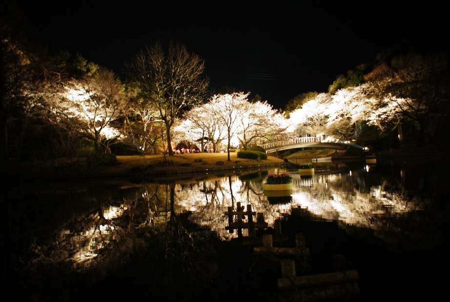 夜桜