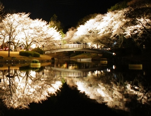 夜桜