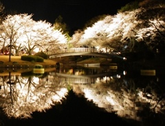夜桜