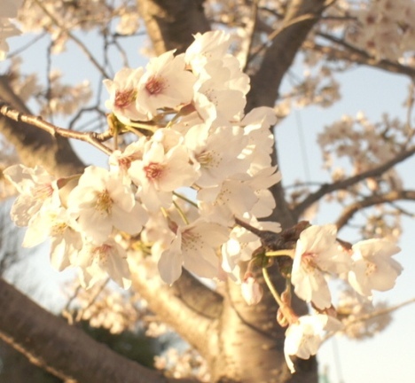 桜
