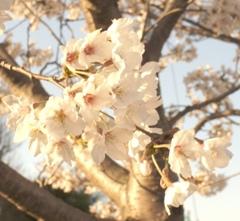 桜