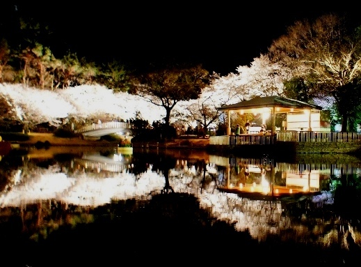 夜桜