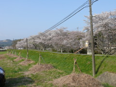 桜畔道