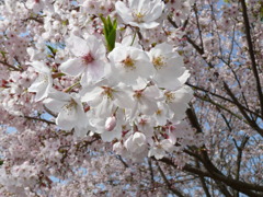 山桜