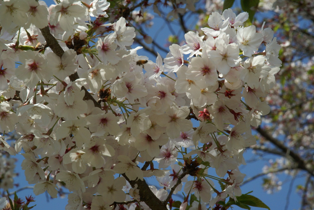晴天日桜