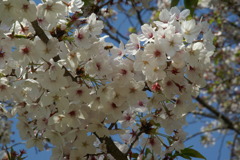 晴天日桜