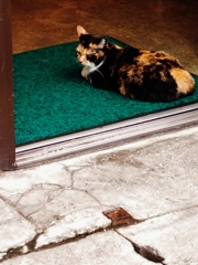 Cat of the entrance