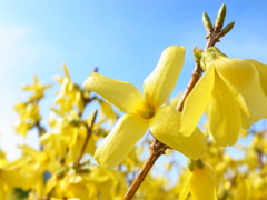 yellow flower