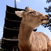 withシカ