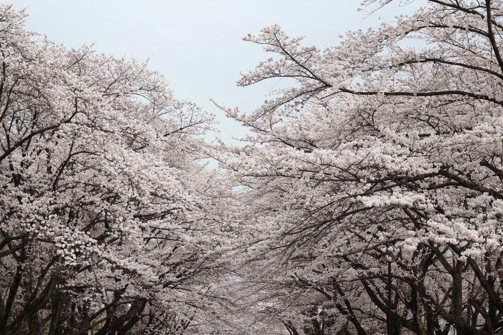 桜並木