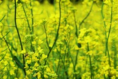 菜の花とミツバチ