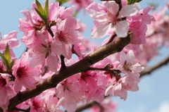 桃の花