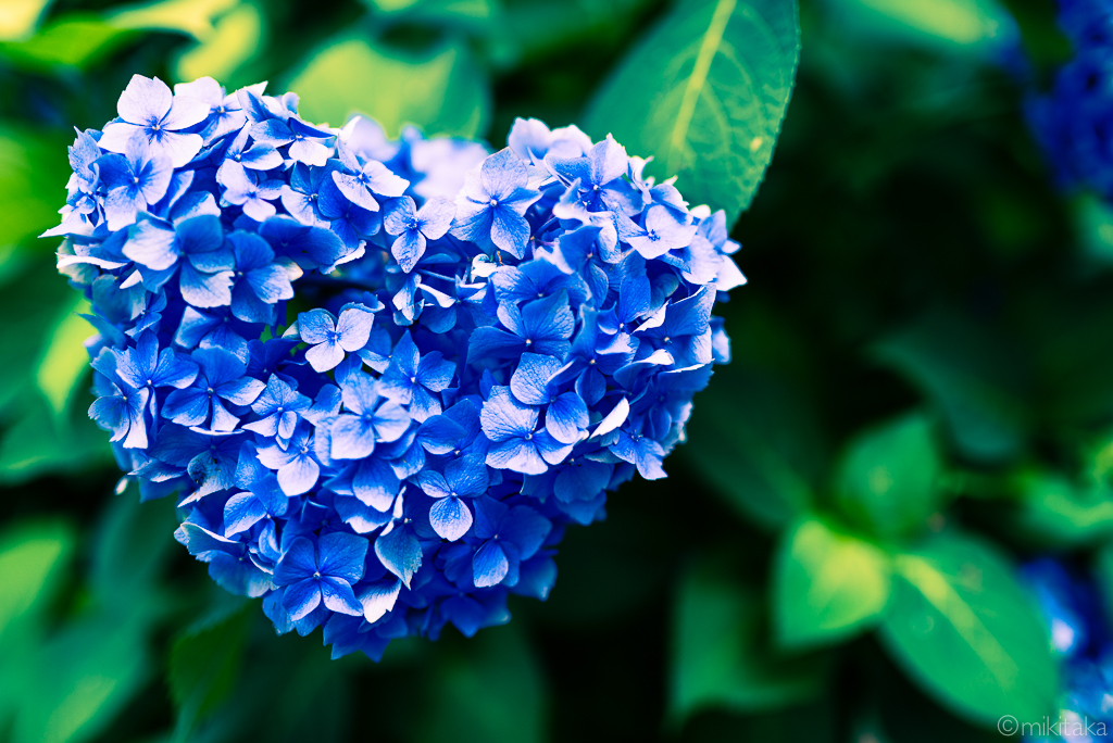 紫陽花01