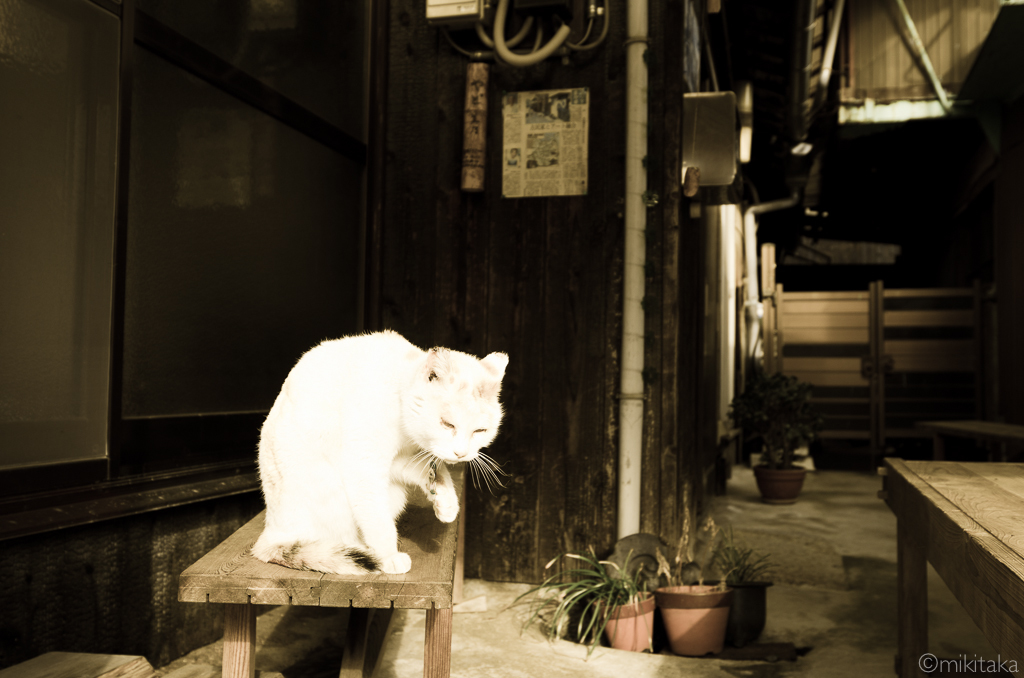 猫様
