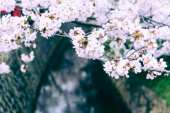 桜08