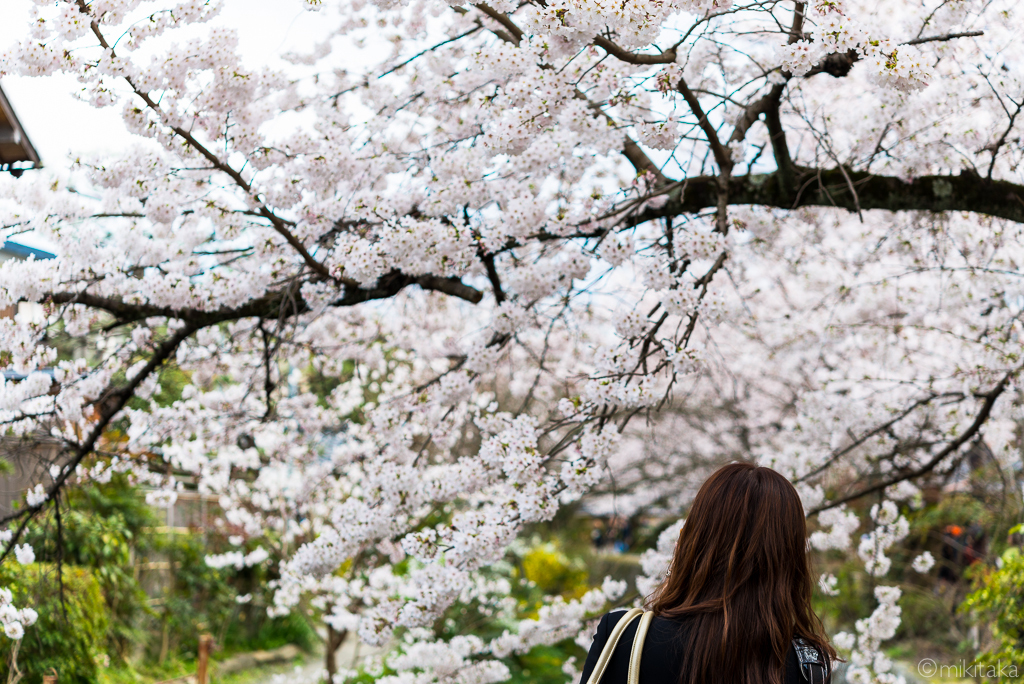 桜10