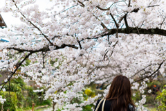 桜10