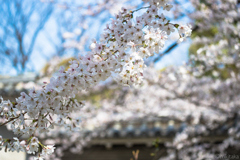 桜01