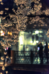 桜11