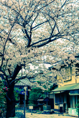 桜05