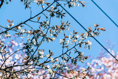 桜13