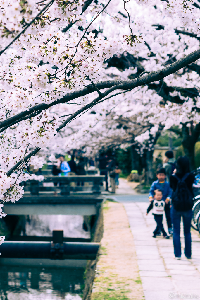 桜06
