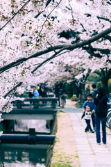 桜06
