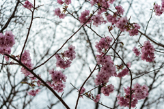 桜09