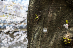 桜02