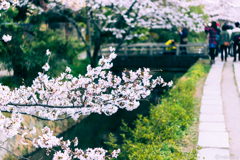 桜07
