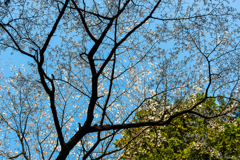 桜14