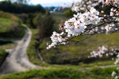 桜04