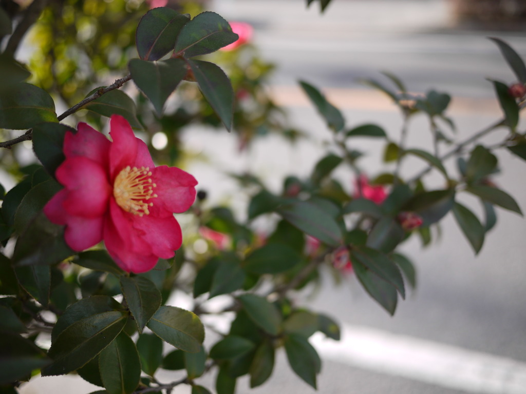 花言葉：理想の愛