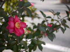 花言葉：理想の愛