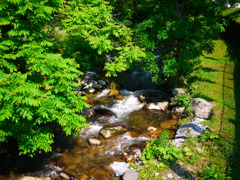 初夏の小川