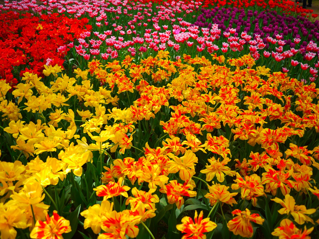 ひたち海浜公園