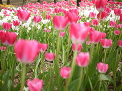 花言葉：真実の愛