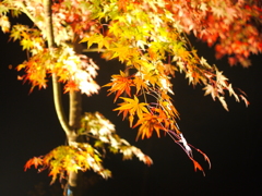 もみじ公園