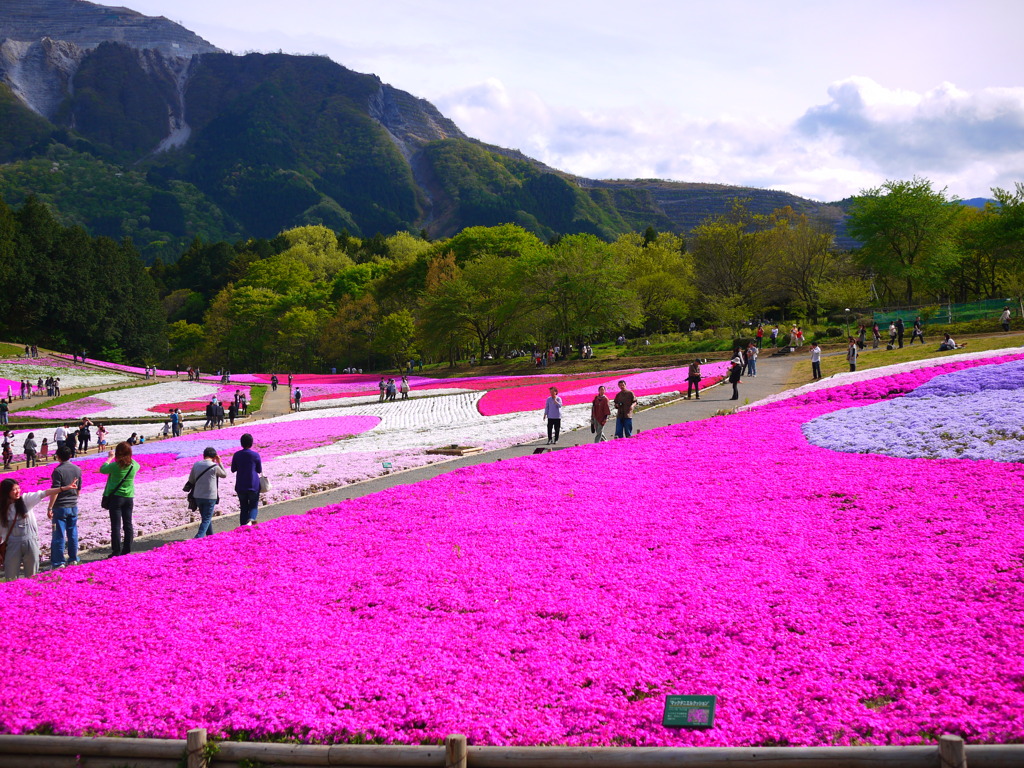 秩父～芝桜