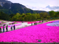 秩父～芝桜