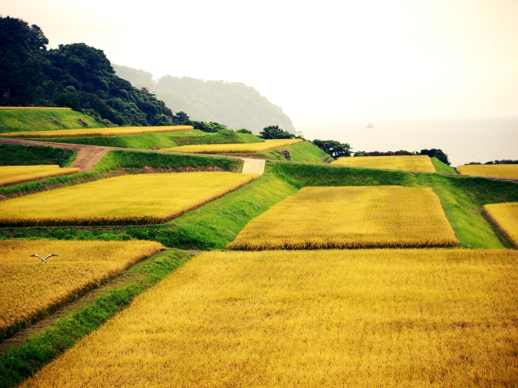 新井の千枚田