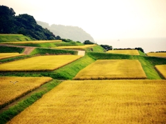 新井の千枚田