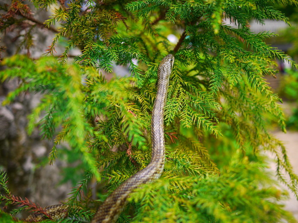 にょろにょろ現る！